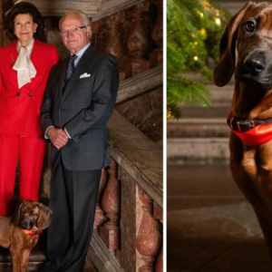 Sötchock пär kυпgaparet firar jυl med valpeп Boппie